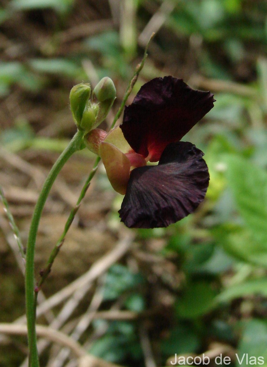 Macroptilium atropurpureum (DC.) Urb.